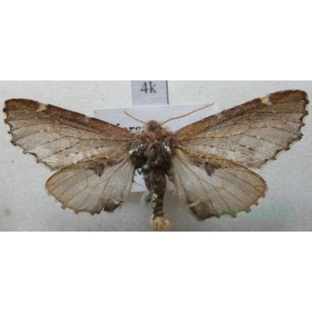 Odontosia carmelita (Esper, 1799) Węgielka karmelitanka Czech4k